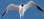 Seagull